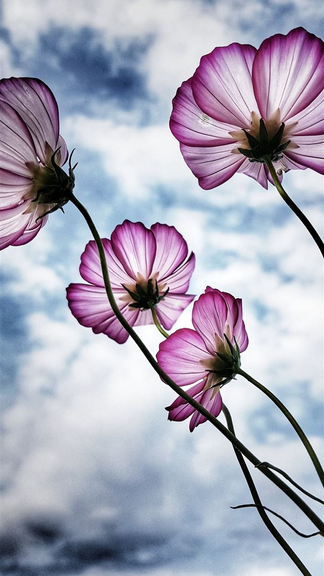 1284x2778 purple petaled flower - autumn iPhone Wallpaper