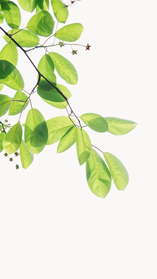 1284x2778 green flowering plant - green iPhone Wallpaper