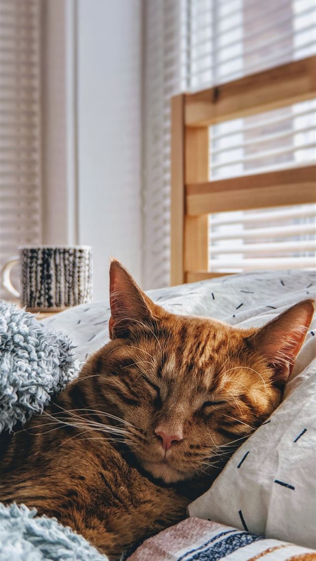 1284x2778 cat sleeping on bed - cat iPhone Wallpaper
