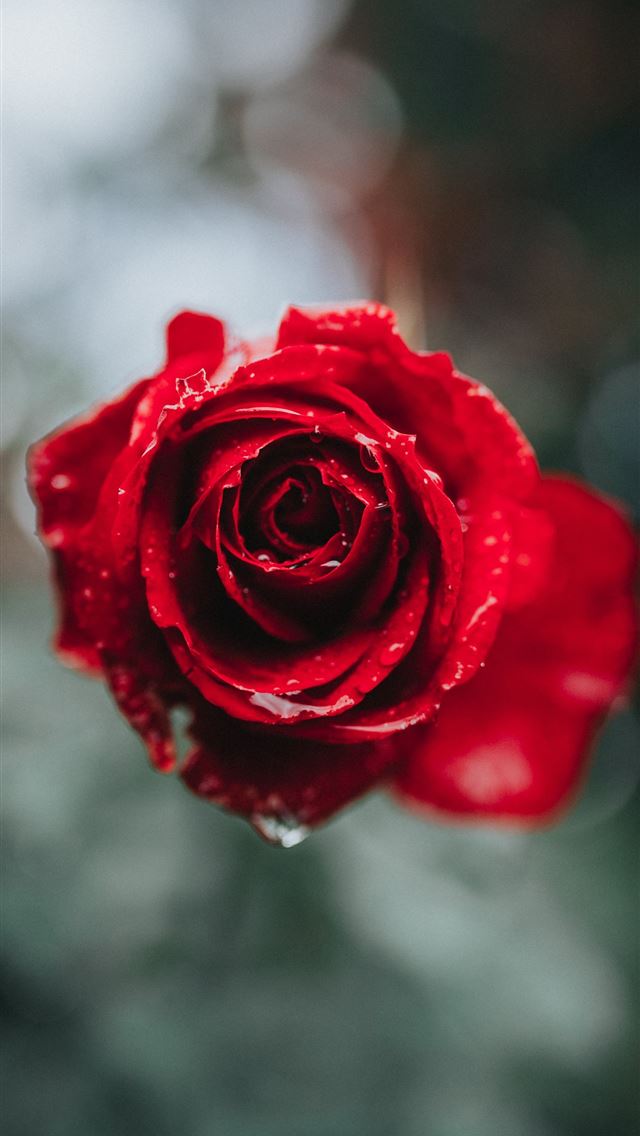 1284x2778 red rose in selective focus photography - portland iPhone Wallpaper