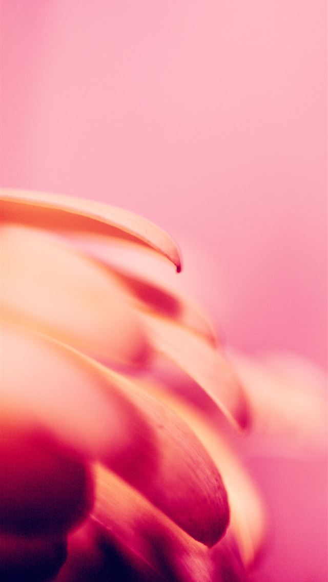 1284x2778 Born from the ashes a Phoenix rises with new life  - ogden iPhone Wallpaper