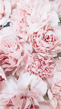 pink flower in macro lens wallpaper
