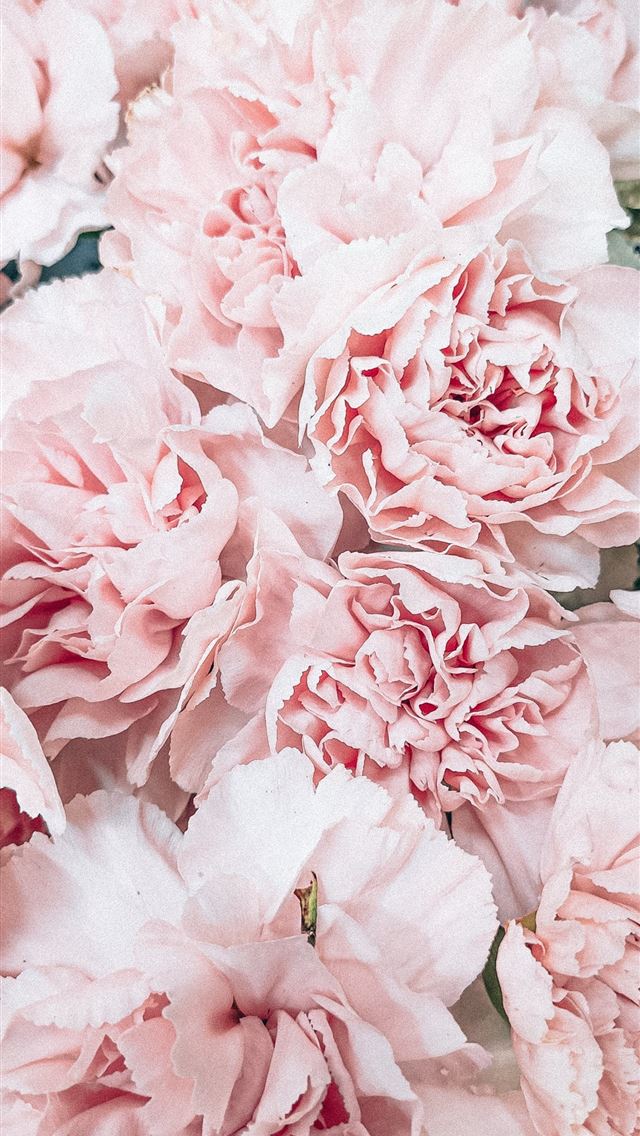 1284x2778 pink flower in macro lens - los angeles iPhone Wallpaper