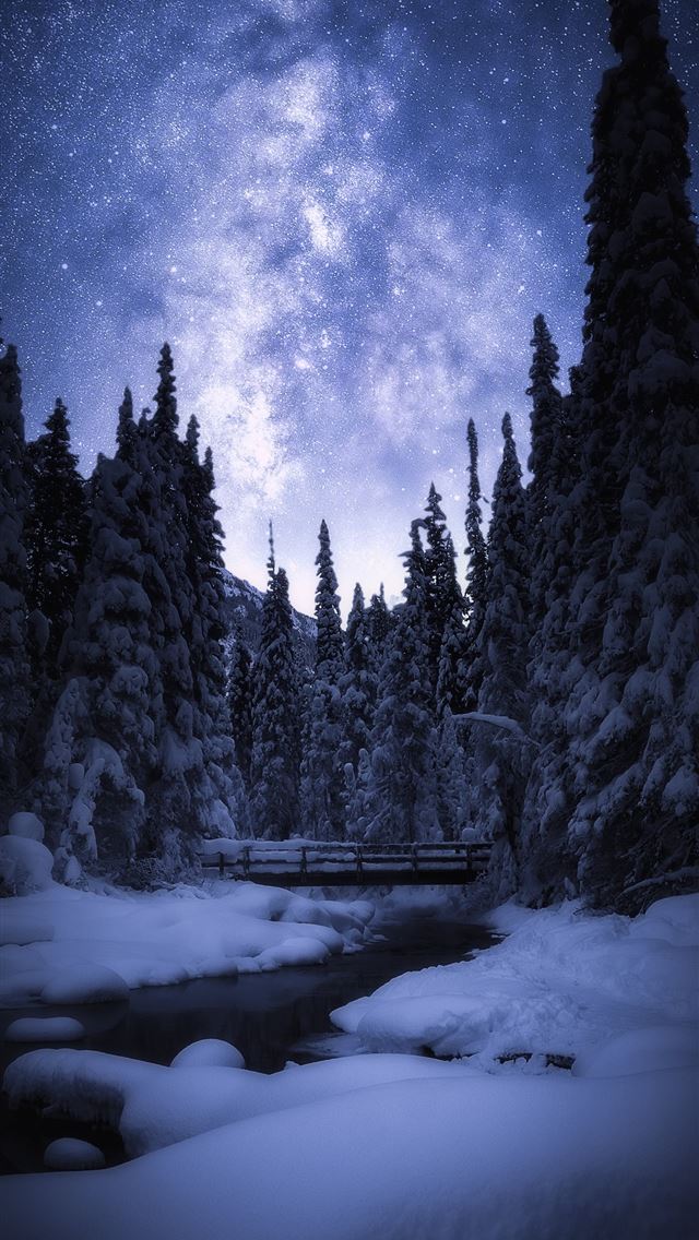 1284x2778 snow covered pine trees during nighttime - canada iPhone Wallpaper