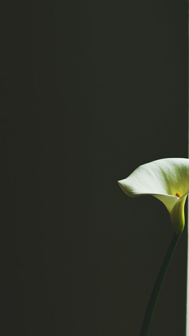 1284x2778 closeup photo of white peace lily near the window - floral iPhone Wallpaper
