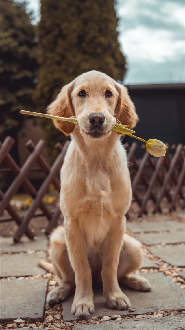 1284x2778 yellow Labrador retriever biting yellow tulip flow... - cute iPhone Wallpaper