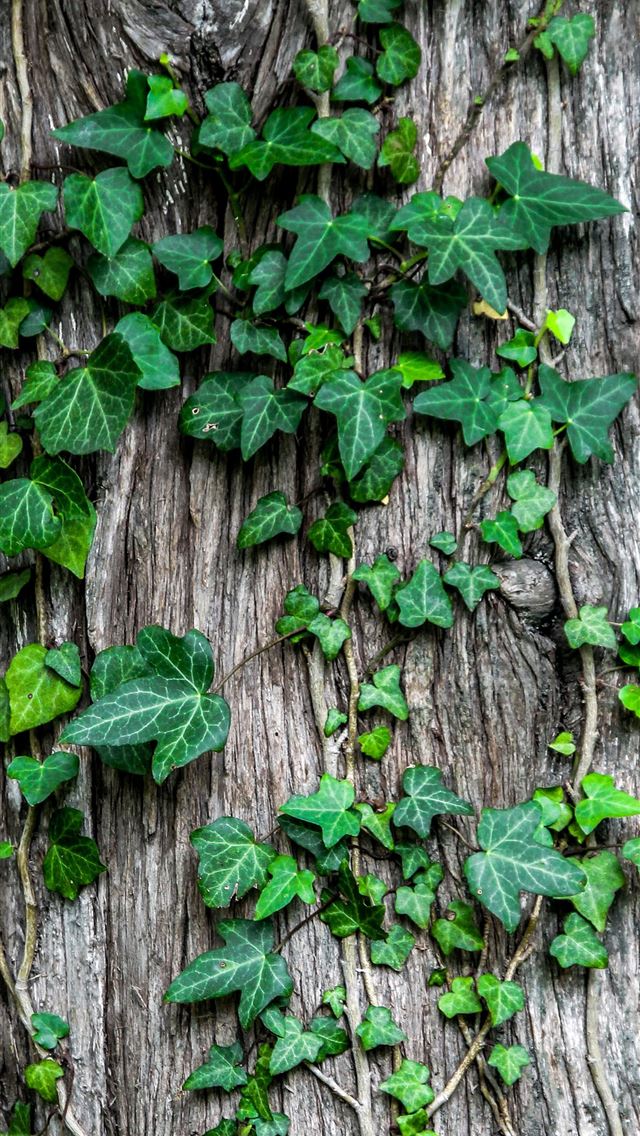 1284x2778 green leaves - green iPhone Wallpaper