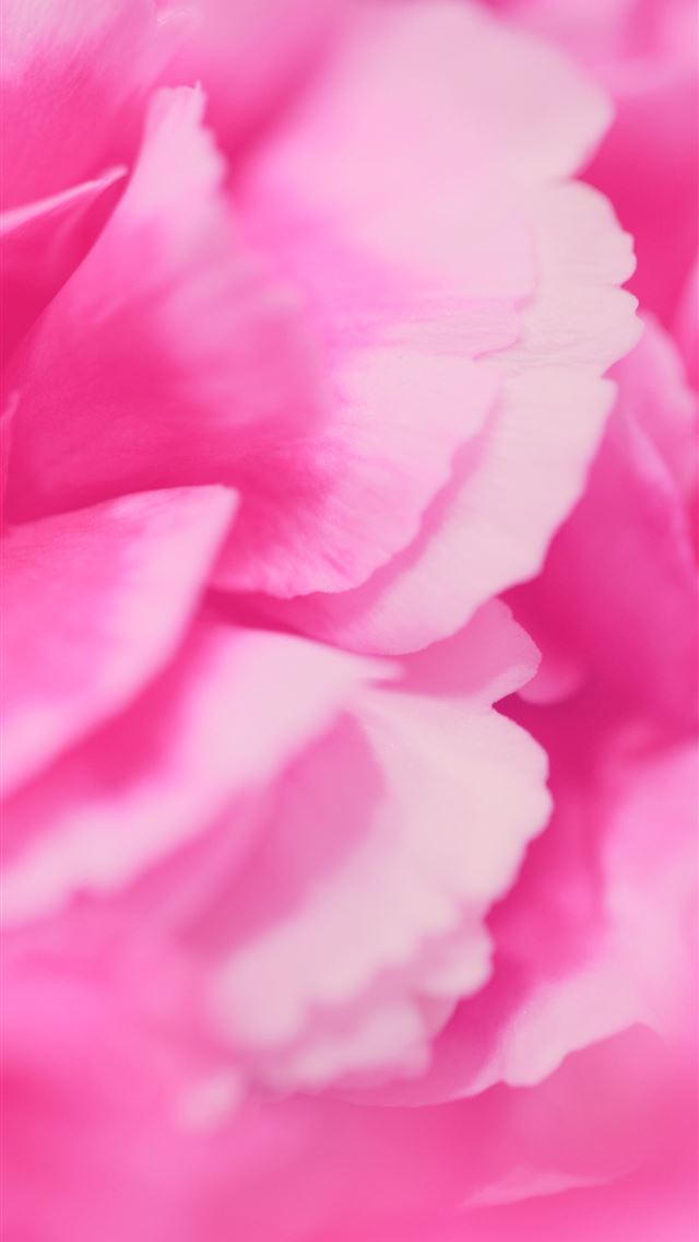 1284x2778 Close up of pink carnations using my macro lens  - pink iPhone Wallpaper