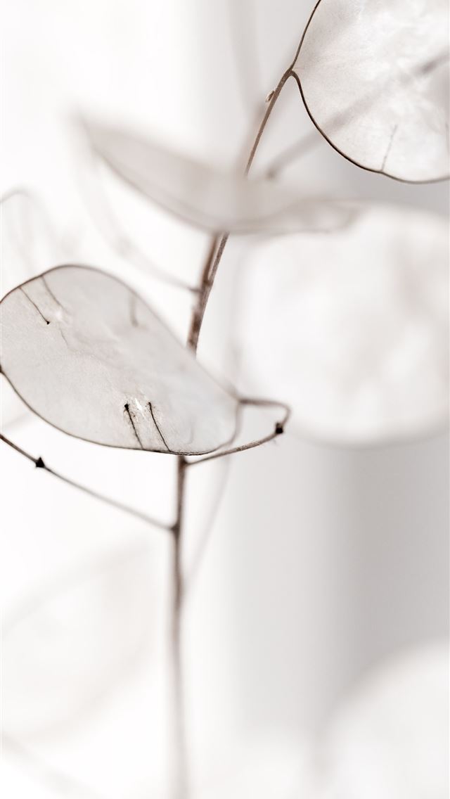 1284x2778 selective focus photography of white flowers - minimalist iPhone Wallpaper