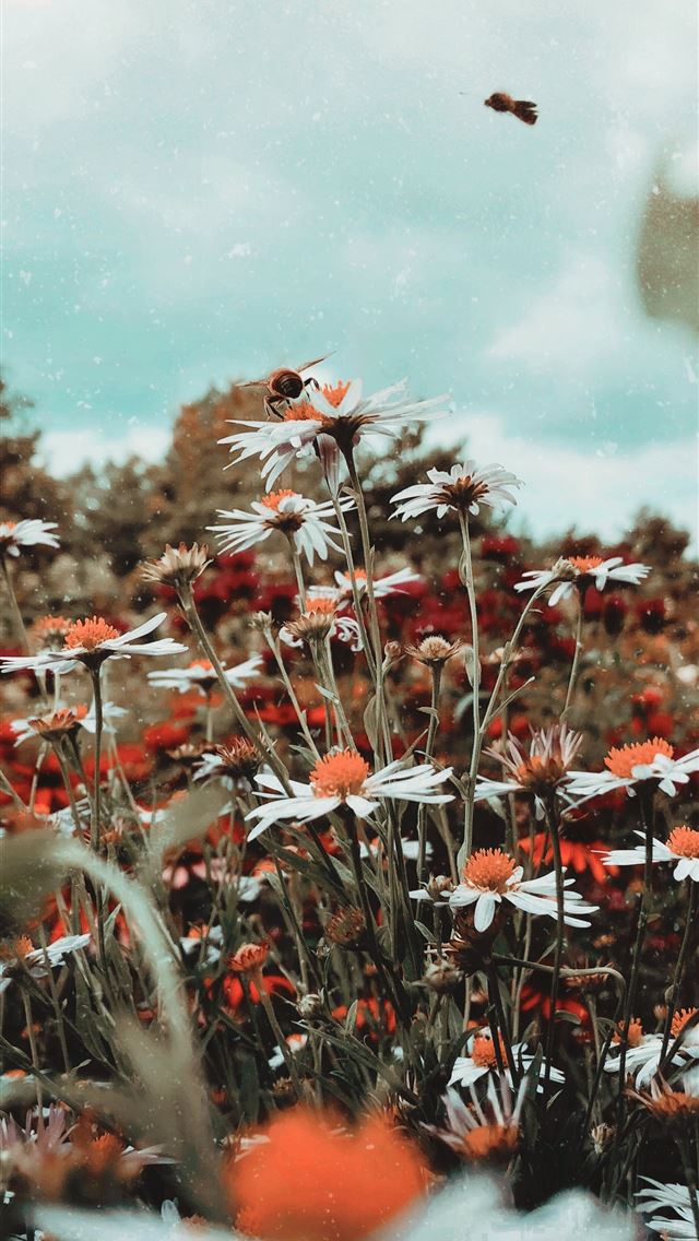 1284x2778 white daisy flower field - poland iPhone Wallpaper