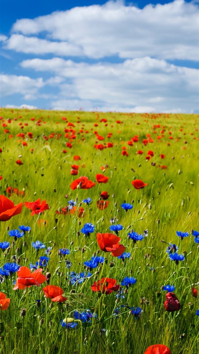 1284x2778 red flowers under the blue sky - summer iPhone Wallpaper