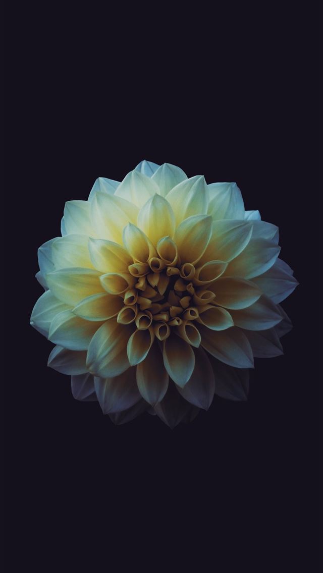 1284x2778 white flowers - flower iPhone Wallpaper