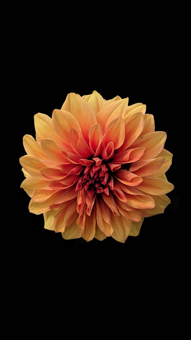 1284x2778 pink and white flower in black background - plant iPhone Wallpaper