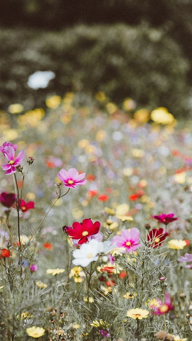 1284x2778 assorted color petaled flowers field - united kingdom iPhone Wallpaper