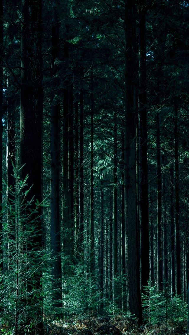 640x1136 landscape photography of forest -  iPhone Wallpaper