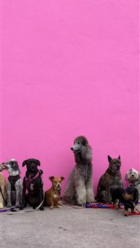 litter of dogs fall in line beside wall wallpaper