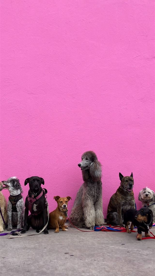 1284x2778 litter of dogs fall in line beside wall - los angeles iPhone Wallpaper