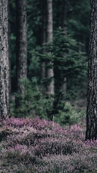 pink petaled flowers under trees at daytime wallpaper