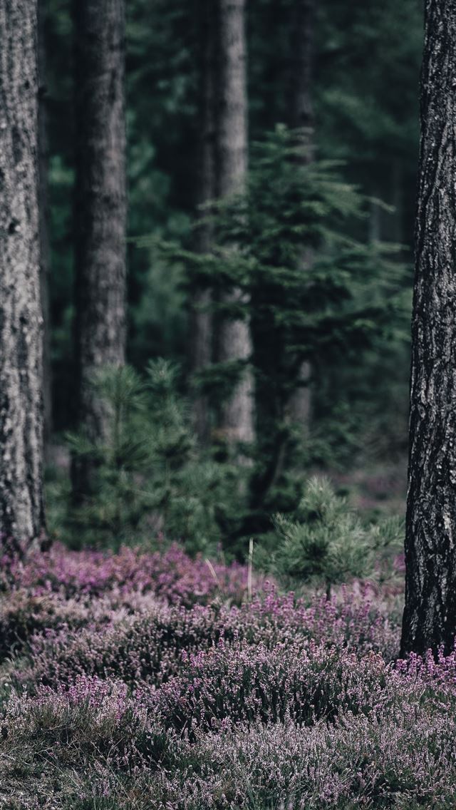 1284x2778 pink petaled flowers under trees at daytime - trees iPhone Wallpaper