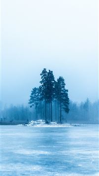 photo of green trees wallpaper