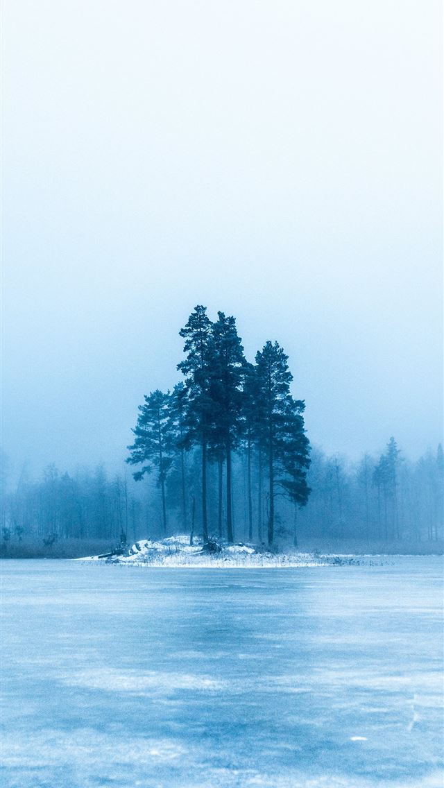 1284x2778 photo of green trees - sweden iPhone Wallpaper
