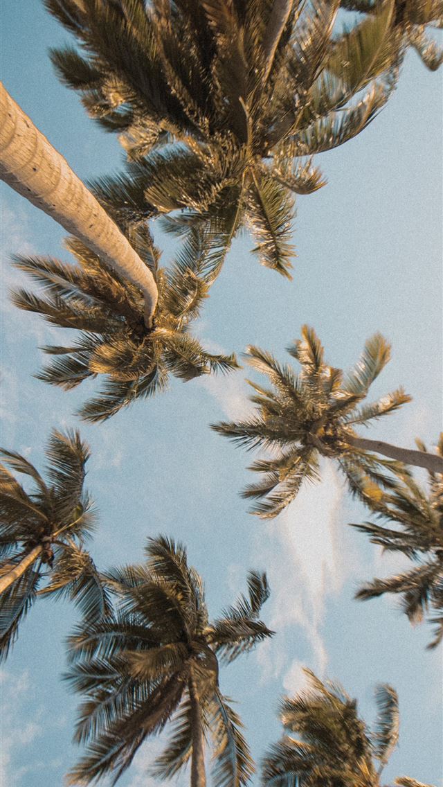 1284x2778 brown tree - tree iPhone Wallpaper