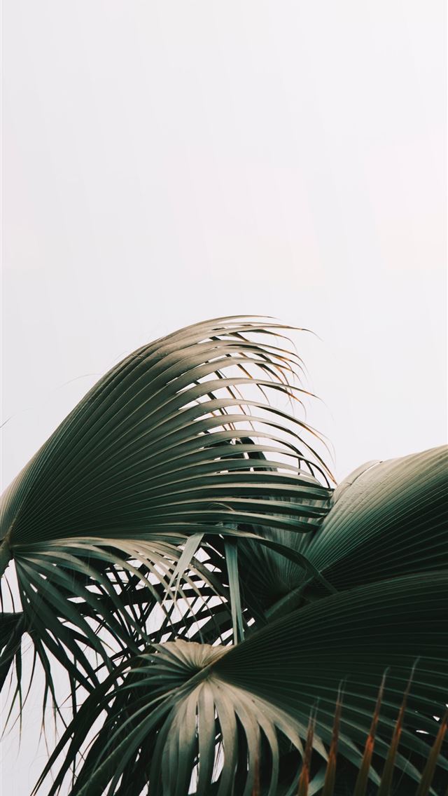 1284x2778 green palm tree - green iPhone Wallpaper