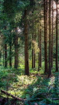 forest at daytime wallpaper