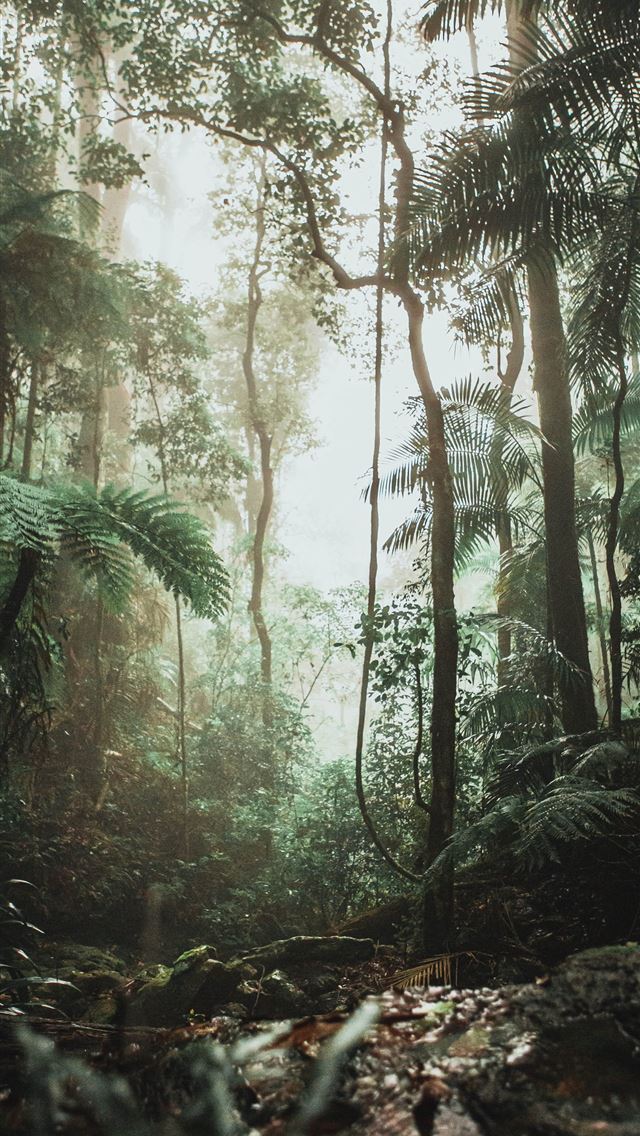 1284x2778 green trees on forest during daytime - tree iPhone Wallpaper