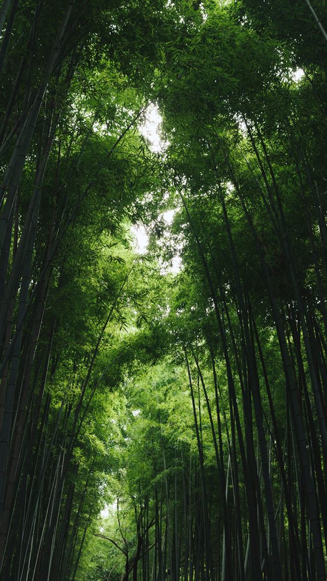 1284x2778 bamboo grass shed - trees iPhone Wallpaper