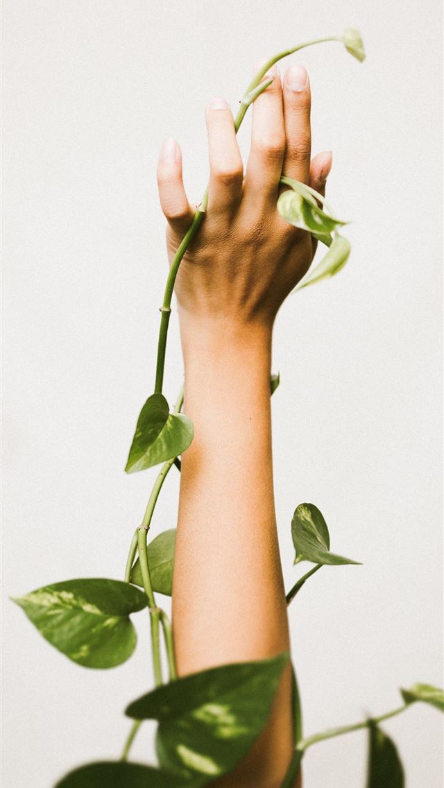 1284x2778 person holding ivy plant - leaf iPhone Wallpaper