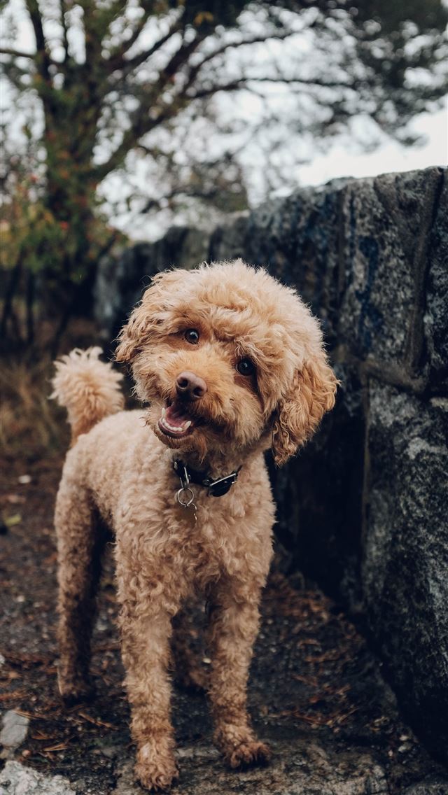 1284x2778 short coated brown dog - sweden iPhone Wallpaper