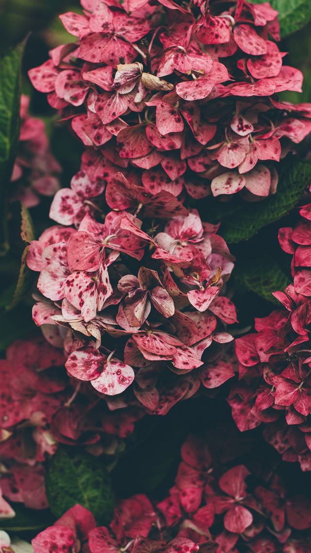 1284x2778 pink hydrangea flowers in close up photography - pink iPhone Wallpaper