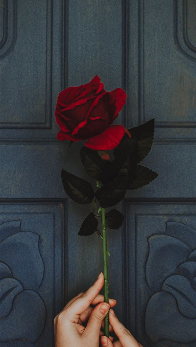 1284x2778 photo of person holding red rose flower - taiwan iPhone Wallpaper