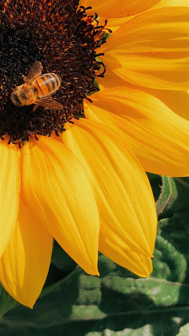 1284x2778 honey bee perched on yellow sunflower in closeup p... - bee iPhone Wallpaper