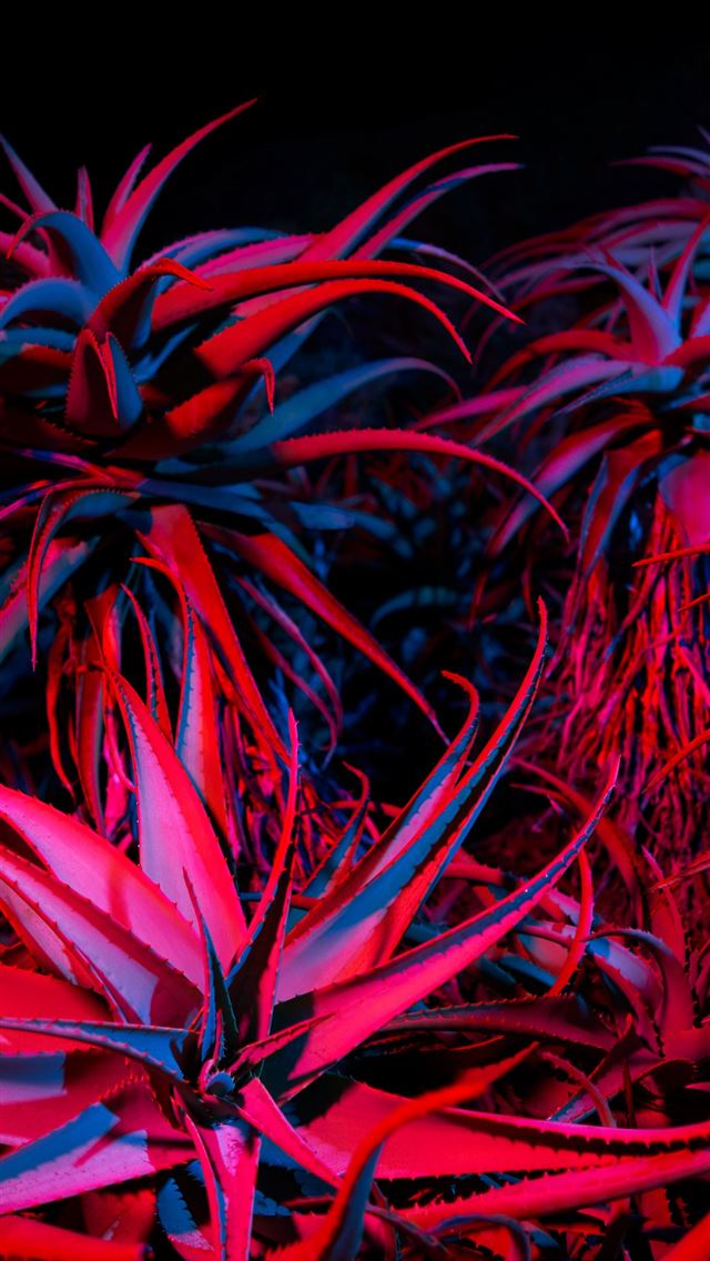 640x1136 Big Sur Succulents by AR7 -  iPhone Wallpaper