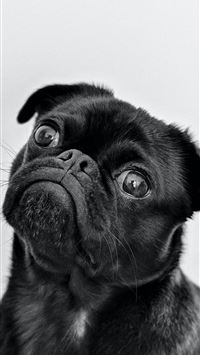 Instagram toshi dog  wallpaper