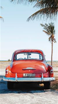 re beetle beside coconut trees wallpaper