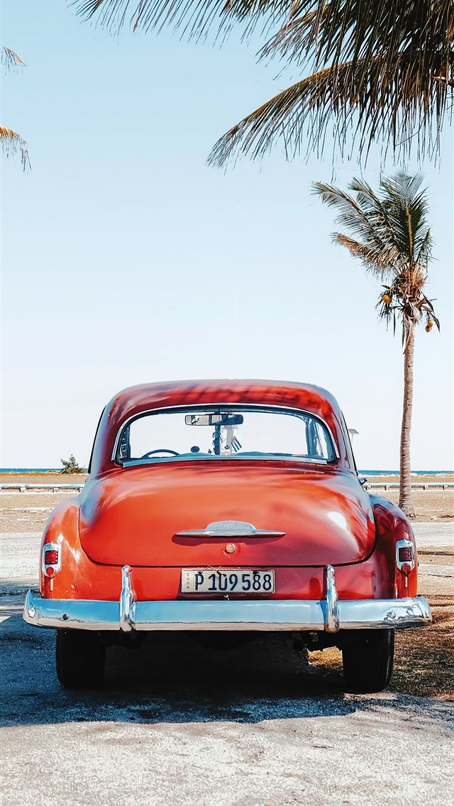 1284x2778 re beetle beside coconut trees - tree iPhone Wallpaper