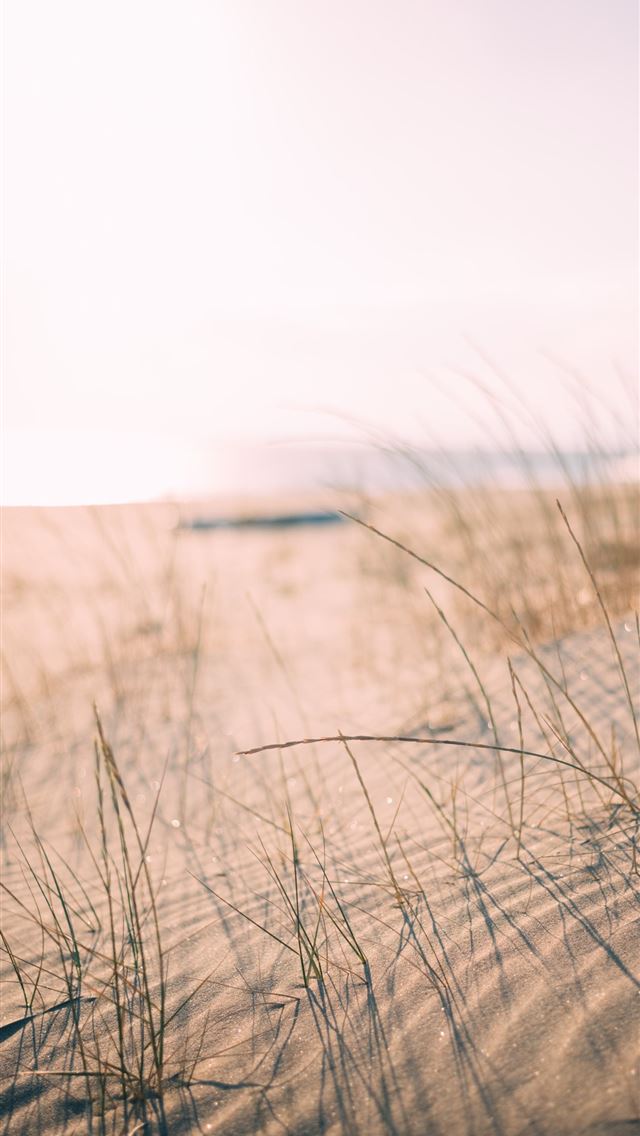 1284x2778 low angle photo of grass taken at daytime - italy iPhone Wallpaper