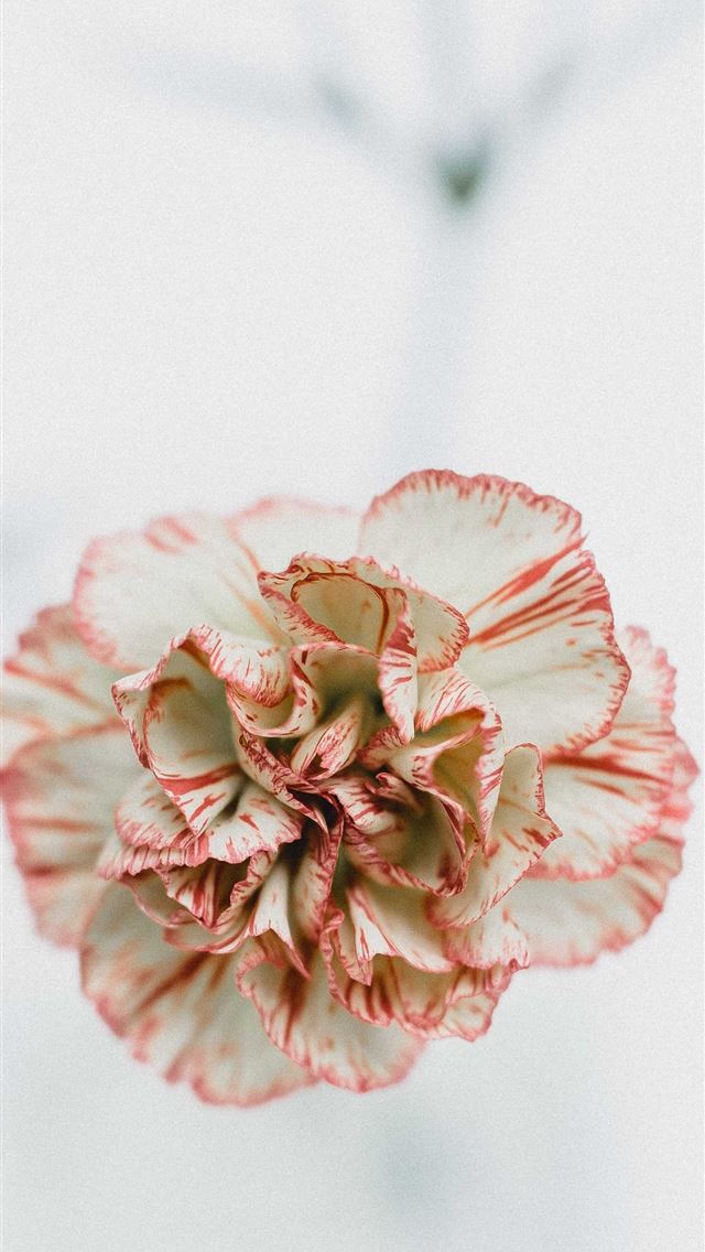 1284x2778 macro shot photography of red and white flowers -  iphone 13 Wallpaper
