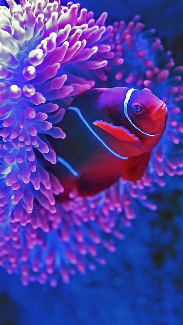 1284x2778 red fish beside pink coral -  iphone 13 Wallpaper