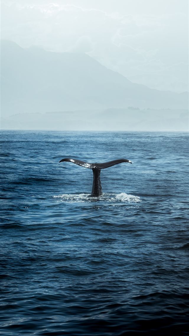 1284x2778 blue whale in body of water - whale iPhone Wallpaper