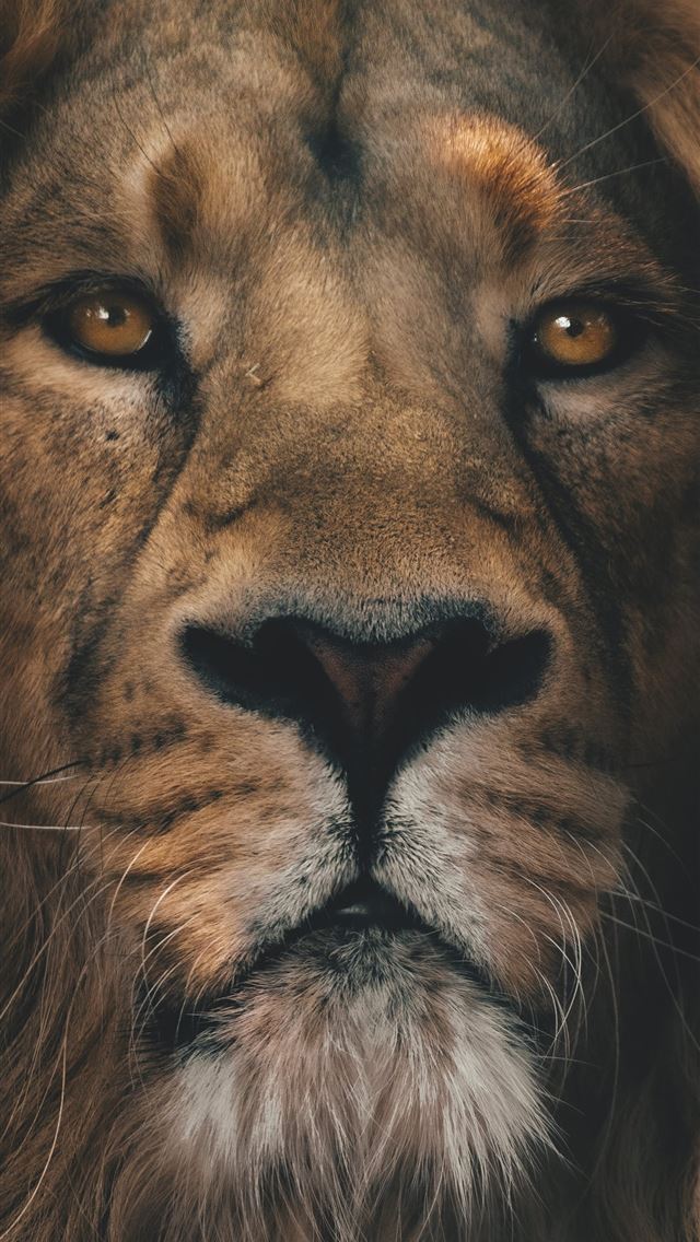 1284x2778 brown lion in close up photography - jungle iPhone Wallpaper