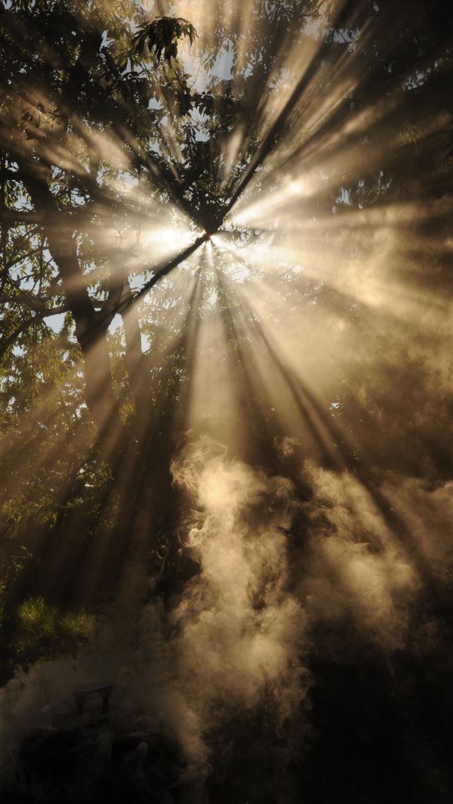 1284x2778 sun rays coming through trees - bee iPhone Wallpaper