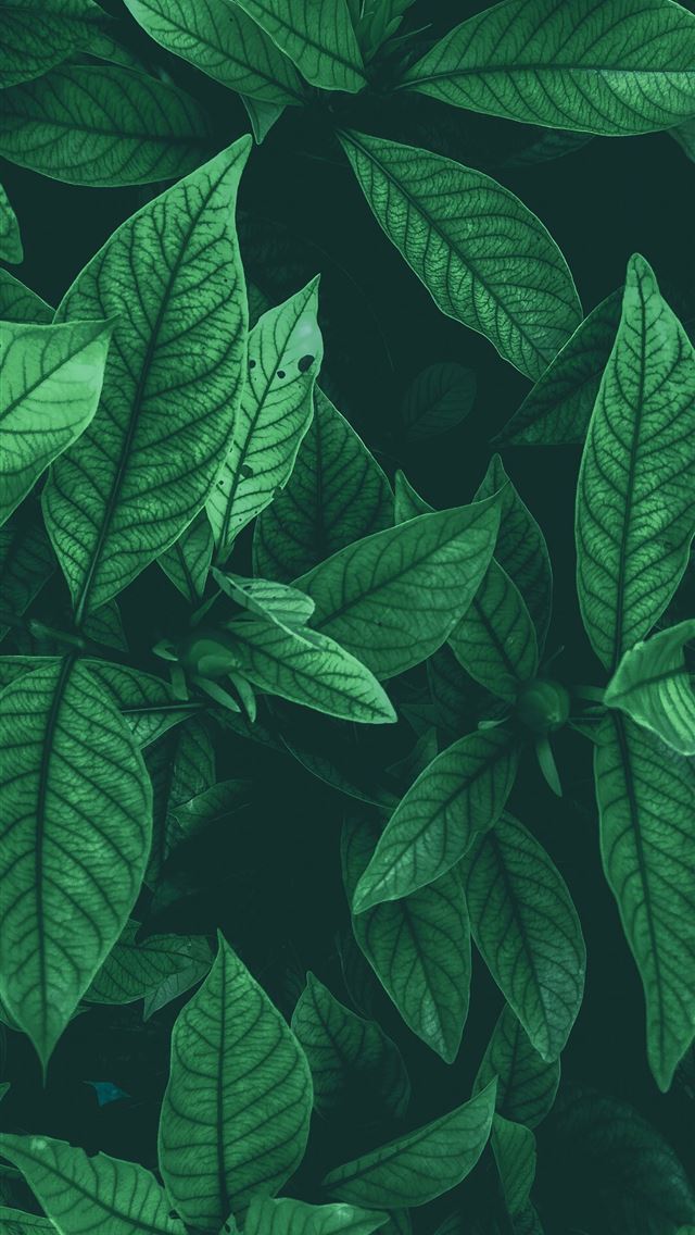 1284x2778 green leafed plant -  iphone 13 Wallpaper