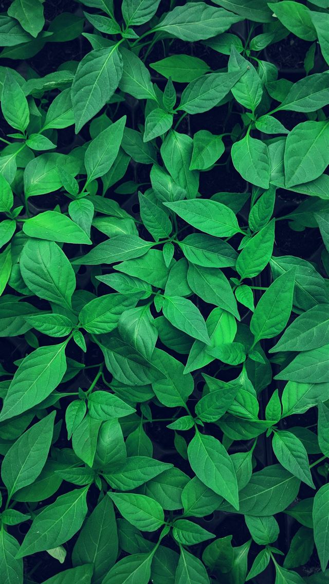 1284x2778 close up photography of green leafed plant - trees iPhone Wallpaper