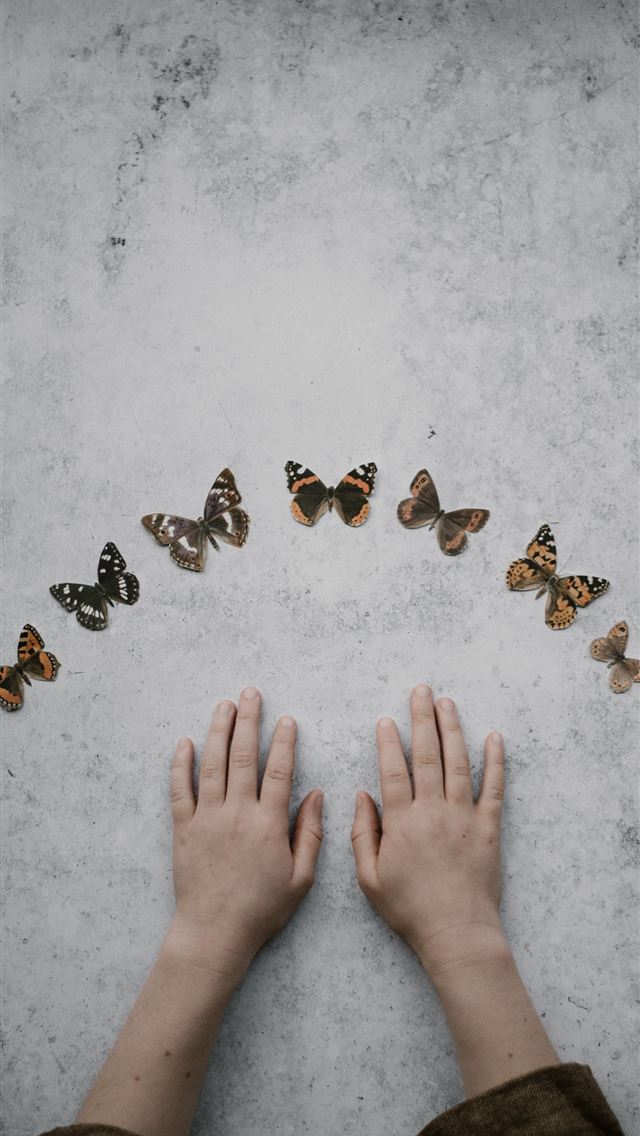 1284x2778 butterflies collection - cover iPhone Wallpaper