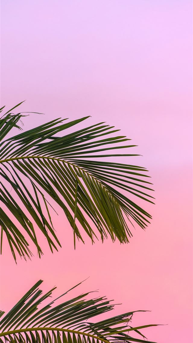 1284x2778 green palm plant -  iphone 13 Wallpaper