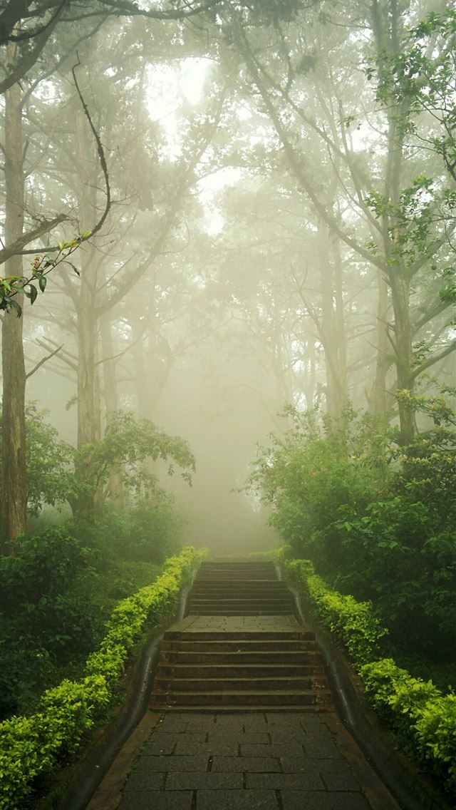 1284x2778 trees and plants - trees iPhone Wallpaper
